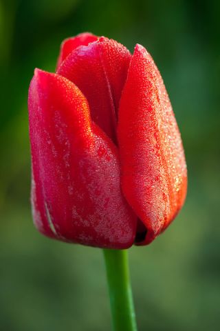 Tulip - Merah - pek besar! - 50 pcs - 
