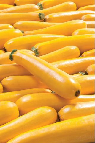 Zucchini "Goldena" - 27 hạt - Cucurbita pepo 