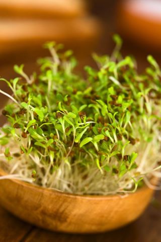 Semințe de germinare - Alfalfa - 100 g - Medicago sativa