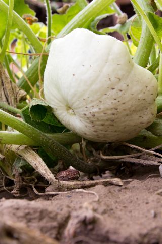 Pattypan squash "Orfeus" - 36 semien - Cucurbita pepo var. Patisoniana - semená