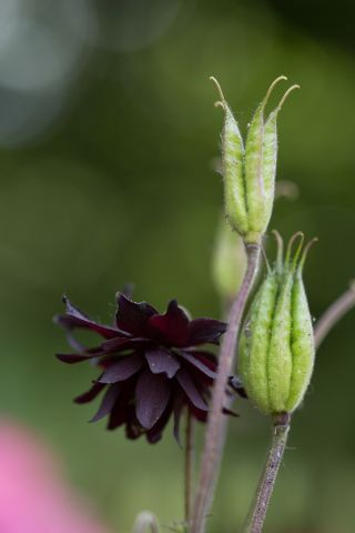Aquilegia, קולומביה, סבתא של כובע שחור Barlow - נורה / פקעת / שורש - Aquilegia vulgaris