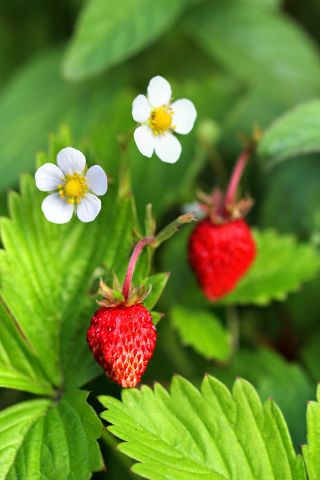 野草莓“Rujana”林地草莓，高山草莓，喀尔巴阡草莓，欧洲草莓，fraisier des bois  -  640种子 - Fragaria vesca - 種子