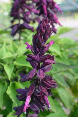 Praktsalvie - lilla - 84 frø - Salvia splendens