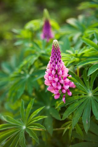 Lupinus, Lupine, Lupine Chatelaine - bulb / tuber / root - Lupinus polyphyllus