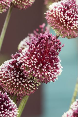 Ajo decorativo - Red Mohican - Allium Red Mohican