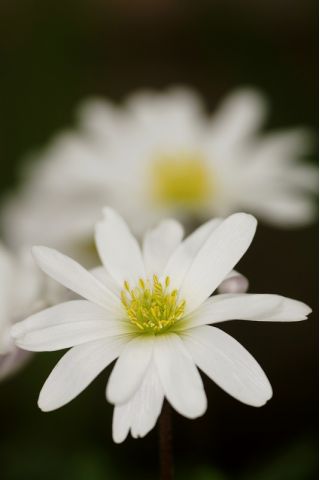Анемона бланда White Splendor - 8 цибулин - Anemone blanda