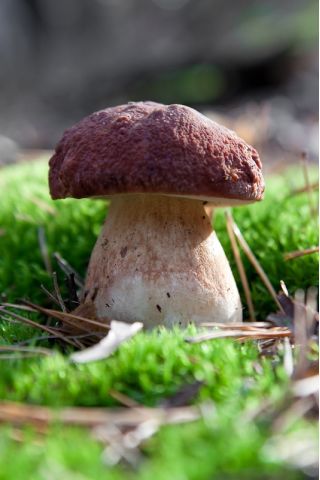 Borovice bolete - mycelium, etepinewood král bolete, borovice cep - Boletus pinophilus