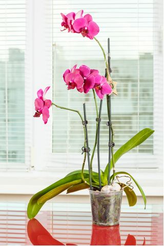 Průhledný "Amazone" květ orchideje - ø 11 cm - 