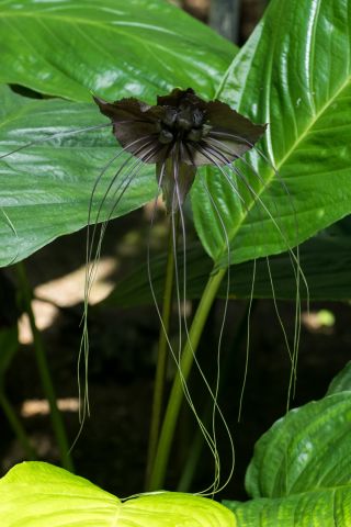 Tacca Chantrieri, Whiskers de Cat, Floare Devil, Bat Plant Negru - bulb / tuber / root - Tacca chantrieri Black