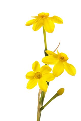 Нарциссус Баби Моон - Даффодил Баби Моон - 5 луков - Narcissus