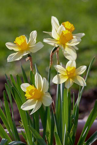 Narcissus Golden Echo - Daffodil Golden Echo - 5 لمبات