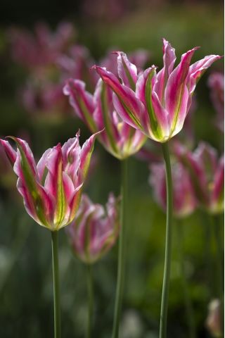 טוליפה פלורוסה - טוליפ פלורוסה - 5 בצל - Tulipa Florosa