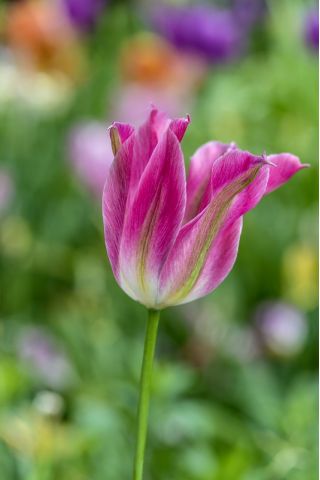 Tulipa Florosa - Tulip Florosa - 5 bulbi