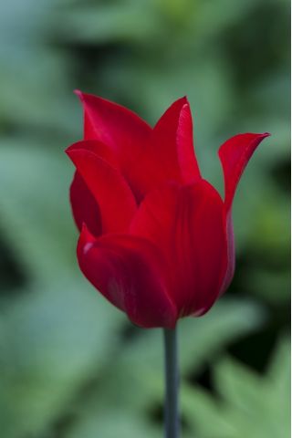 Tulipa Kalıcı Aşk - Tulip Kalıcı Aşk - 5 ampul - Tulipa Lasting Love