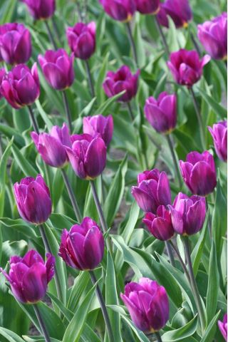 Tulipa Bold - Tulip Bold - 5 βολβοί - Tulipa Negrita