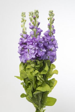 Garten-Levkoje 'Excelsior' - violett-blau