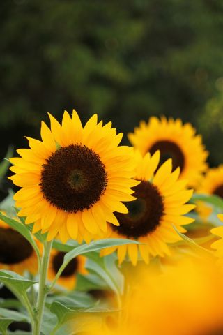 Ornamental sunflower "Amor" - medium tall variety