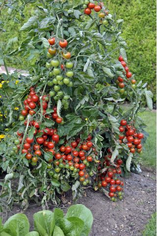 Domates "Gartenperle" - canlı kırmızı, kiraz tipi meyve - Lycopersicon esculentum Mill  - tohumlar