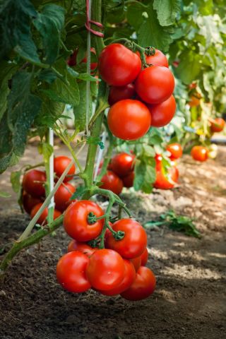 Tomate - Dafne F1 - Lycopersicon esculentum  - semillas