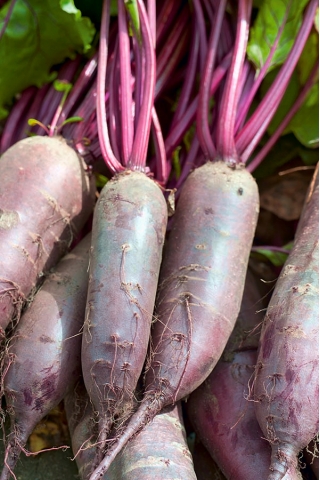 Beetroot  "Regulski Cylinder" - tasty variety for direct consumption and for preserves - 500 seeds