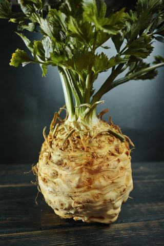 Celleriac "Dolvi" - large roots with white, creamy, tender flesh; root cellery - 900 seeds