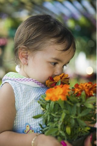 Happy Garden - "Cosmic Marigold" - Seeds that children can grow! - 315 seeds