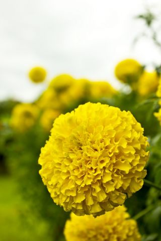 Dwarf pot marigold "Calando" - yellow - 108 seeds