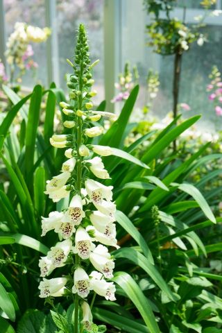 Foxglove - 백색 꽃; 일반 여우 장갑, 자주색 여우 장갑, 숙녀 용 장갑 - 1800 종 - Digitalis purpurea - 씨앗