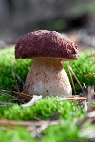 Sopp fra nåletre + parasoll sopp - 7 arter - mycelium, gyte - 