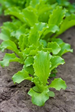 Dětský list - salát "Lollo" - Lactuca sativa var. Foliosa - semena