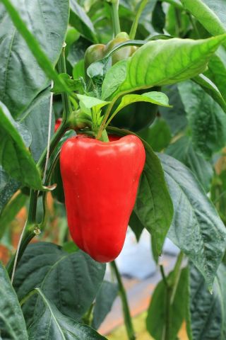 Paprika "Rubinova" - crvena i slatka - Capsicum L. - sjemenke
