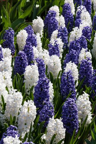 Blåvit hyacintuppsättning - 24 st - 