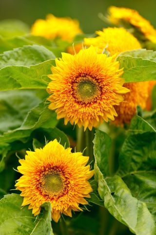 عباد الشمس الزينة - متوسطة طويلة متنوعة مع الزهور شبه مزدوجة - Helianthus annuus - ابذرة