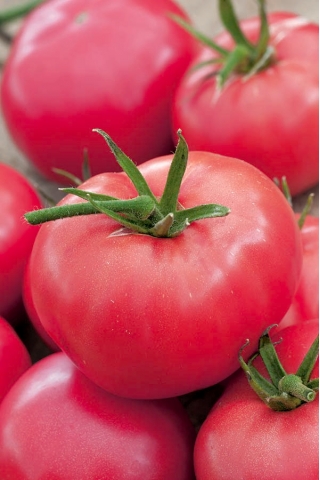 Field, raspberry type tomato "Adonis"