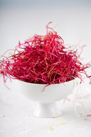BIO Sprouting seeds - red beetroot - Certified organic seeds