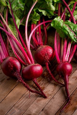 Rødbeder - Crimson -  Beta vulgaris - Karmazyn - frø