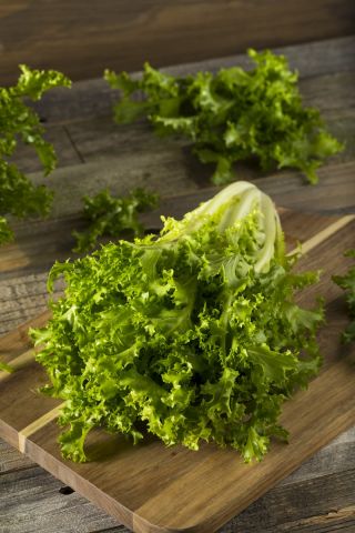 Mini garden - Endive for fresh, cut leaves - for balcony and terrace cultures