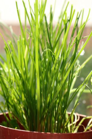 Mini ogród - Bieslook -  Allium schoenoprasum - zaden