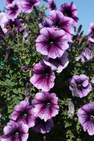 Petunia Grandiflora nana - Rainbow (Tęcza) - violets - Petunia hyb. grandiflora nana - sēklas