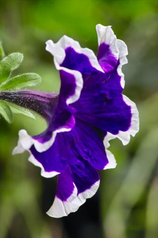 Vrtna petunija "Iluzija (iluzija)" - plava - Petunia hyb. multiflora nana - sjemenke