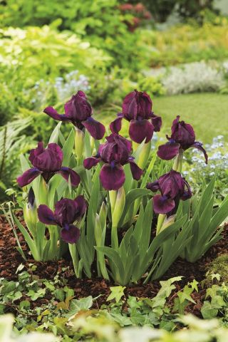Iris pigme, Iris pumila - ljubičasto cvijeće - Vrt trešnje; patuljasti iris