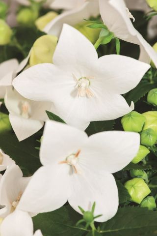 פלטיקודון, פרח בלון - לבן; פרח סיני - 