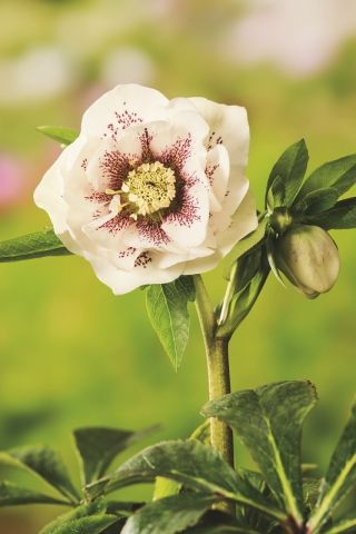 Hellebores - Bollene; Gavėnios rožė
