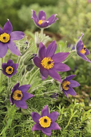 Pasque flower – blue flowers – seedling; pasqueflower, common pasque flower, European pasqueflower