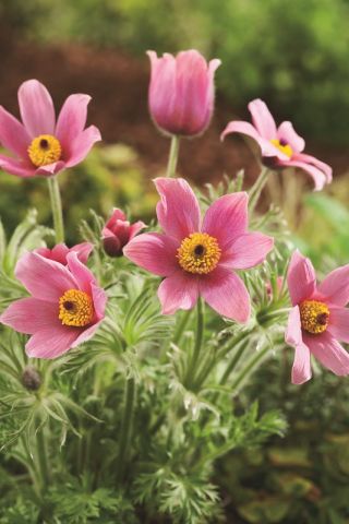 Flor de Pascua - flores rosadas - plántulas; pasqueflower, flor pasque común, pasqueflower europeo