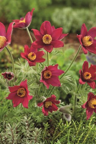 Pasque flower – red flowers – seedling; pasqueflower, common pasque flower, European pasqueflower