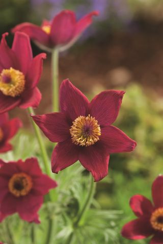 Pasque flower - punased lilled - seemik; saialill, harilik saialill, euroopalik saialill - 