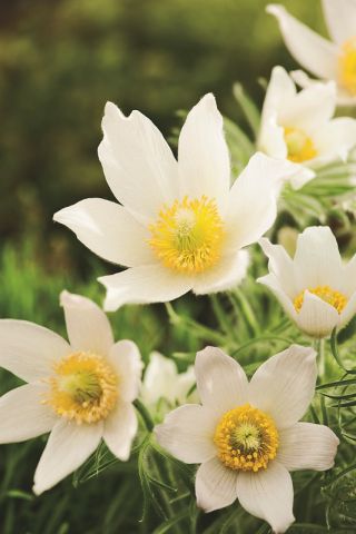 Flor de Pascua - flores blancas - plántulas; pasqueflower, flor pasque común, pasqueflower europeo