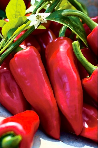 Sladka paprika "Wika" - rdeča sorta, priporočena za gojenje v predorih in na polju - Capsicum annuum - Wika - semena