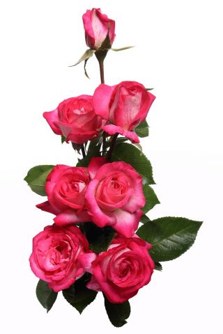 大花玫瑰-白色粉红色边缘-盆栽苗 - 
